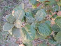 Quercus alnifolia
