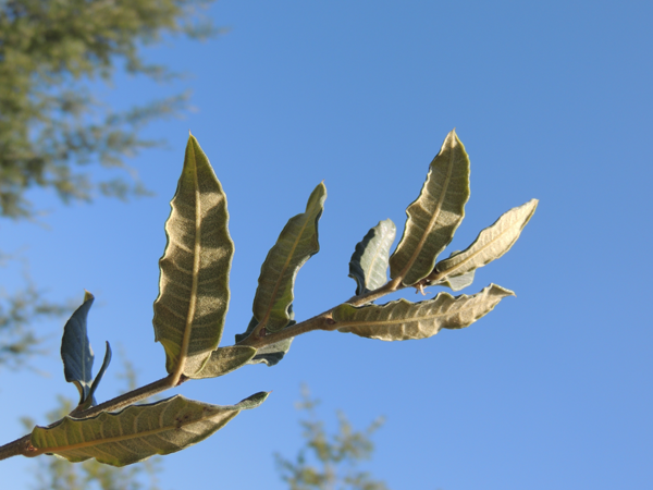 Quercus crassipes