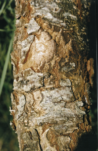 Quercus leucotrichophora