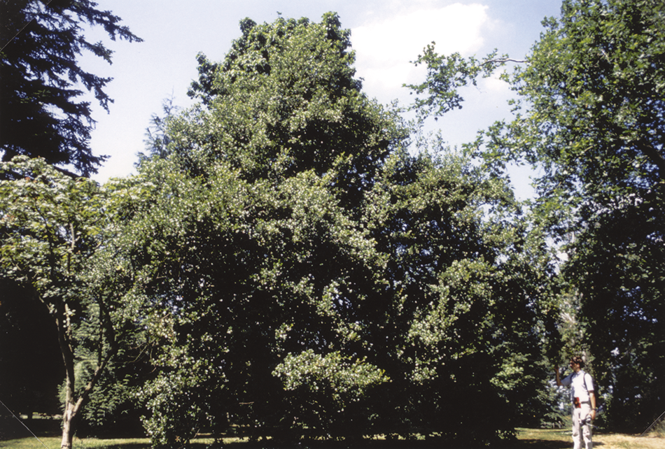 Quercus phillyraeoides