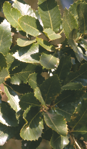 Quercus trojona