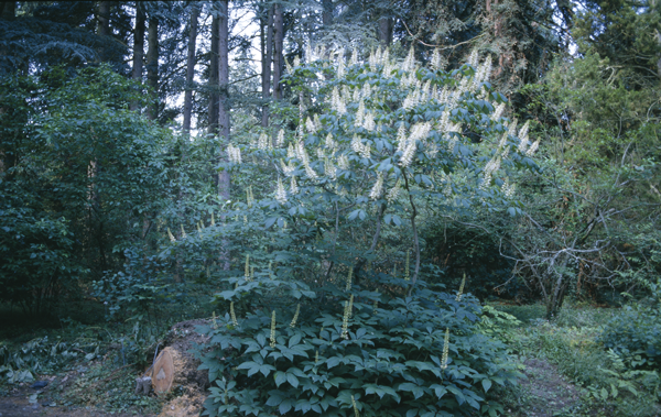 Aesculus parviflora Walt. 