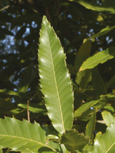 quercus acutissima