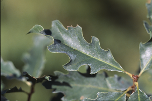 Quercus undulata